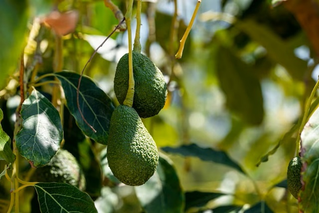 How to Plant an Avocado Seed in Water and Grow Your Own Avocado Tree